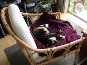 Second Hand Cat